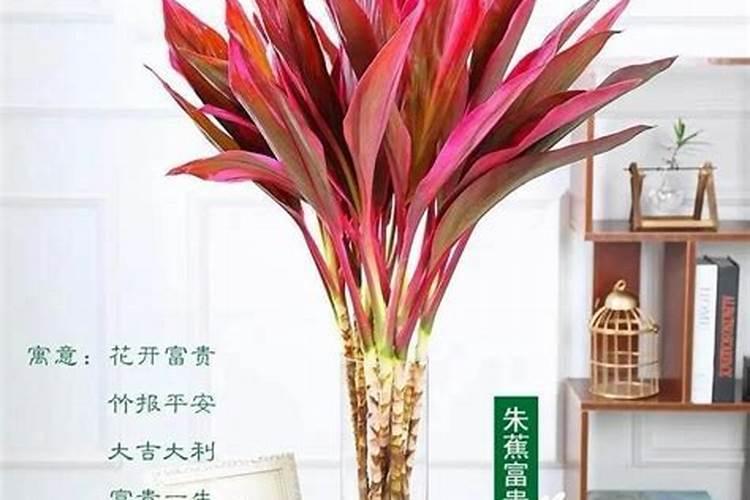 鸿运竹叶子枯黄解决方法