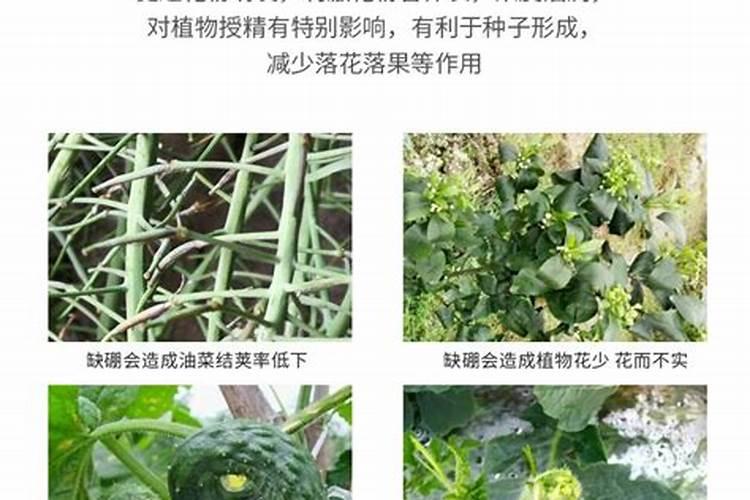 硼肥什么时候施肥最好