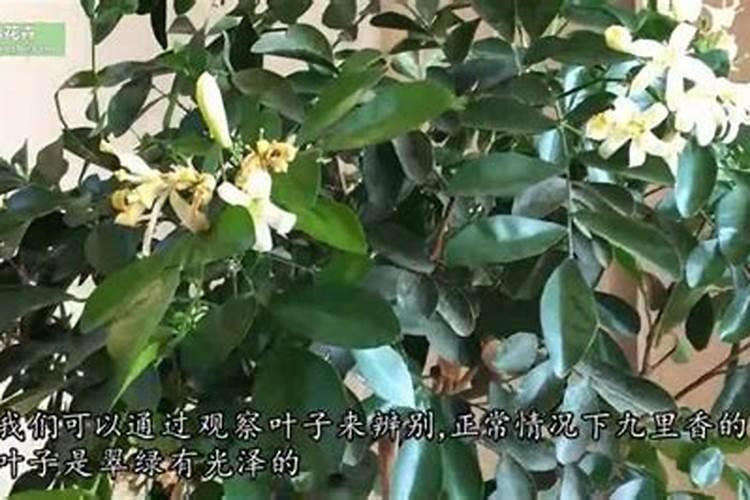 九里香怎么施肥,这样做叶片又绿又亮!