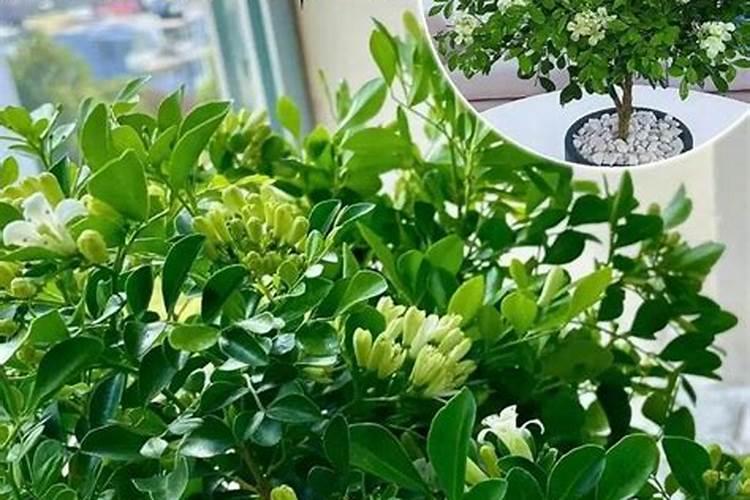 九里香要开花的时候应该注意点什么