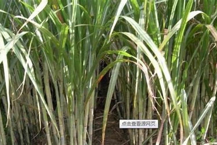 怎样根据甘蔗需肥特点进行施肥？