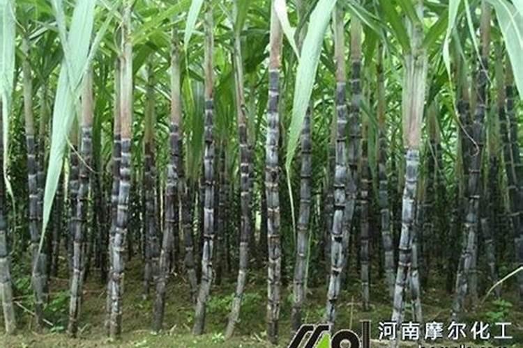 甘蔗需要在什么时间阶段,施肥是最好的时候？