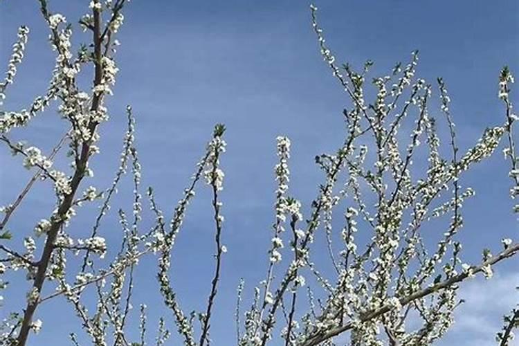 花生需要什么叶面肥