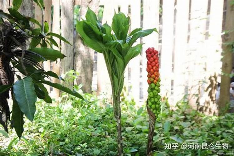 种植魔芋怎么施肥好 魔芋有什么功能和作用