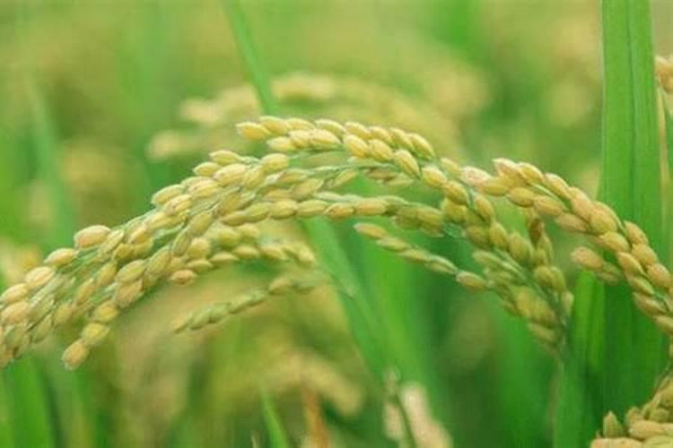 苹果树应该在什么时候施肥？应该如何施肥？