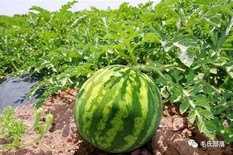 种西瓜用什么肥料好