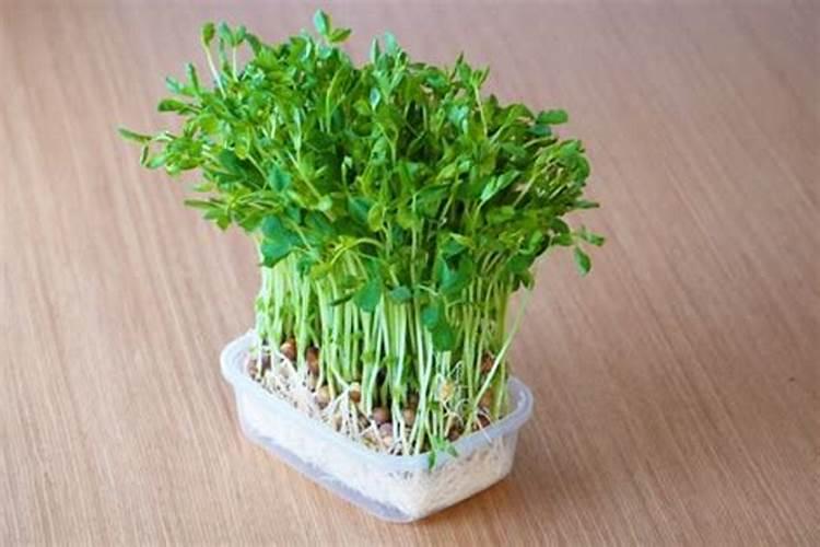 种植桃树的时候,哪些情况下需要喷洒叶面肥？