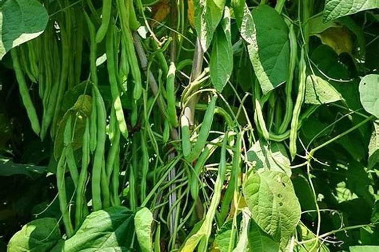 四季豆用什么肥料