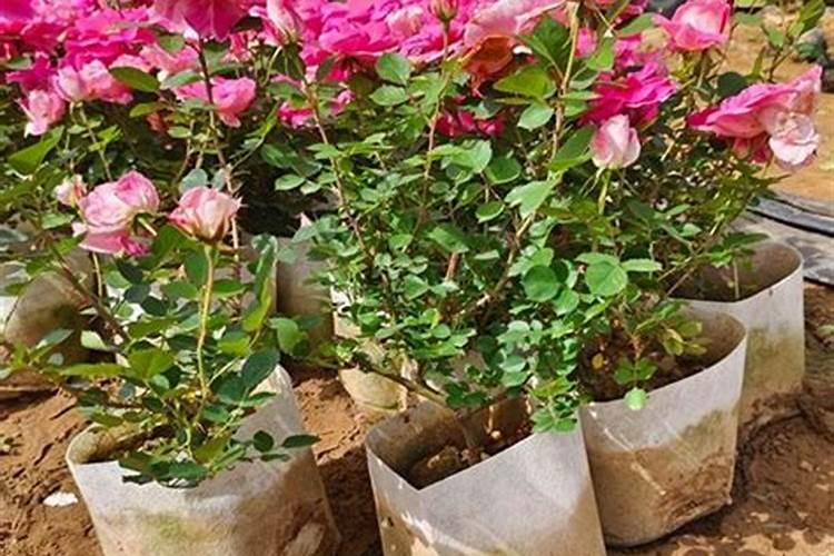 月季花什么时候施肥