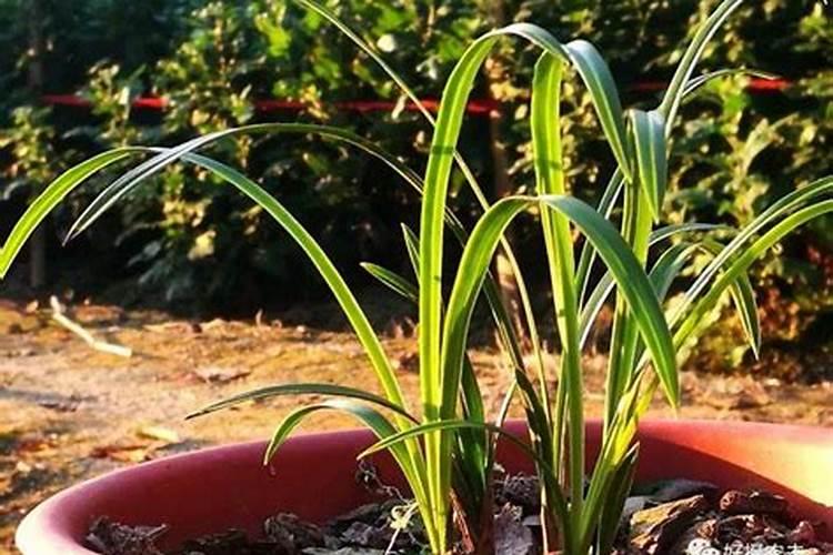 九里香花期养护方法,在开花的时候要注意这3种情况