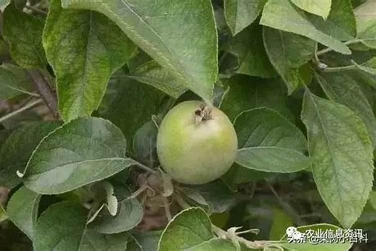 ...好？苹果果子增大要用什么肥料？苹果增甜膨大肥料“金泰靓”