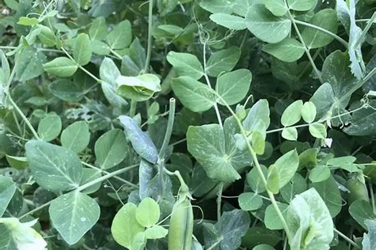 豌豆苗发黄死秧、只开花不结果,有哪些方法可以解决这些问题呢？