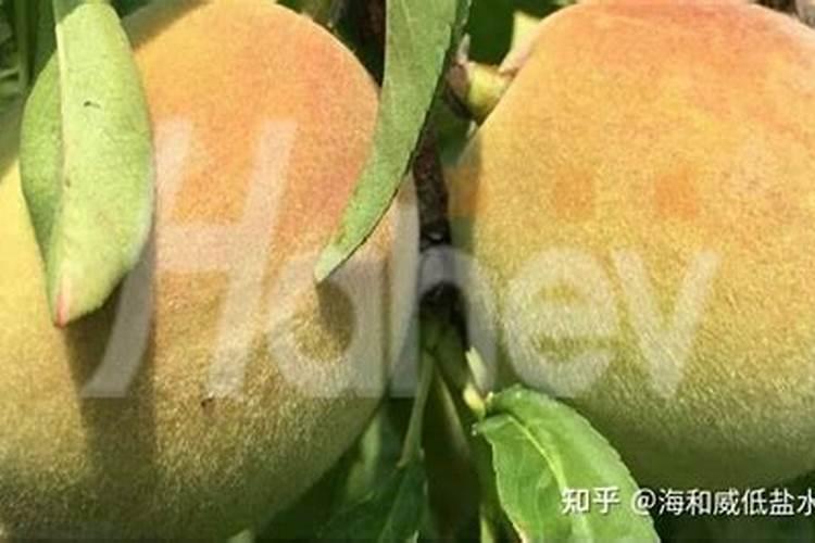 桃树能用含硫复合肥吗 施肥注意事项有哪些