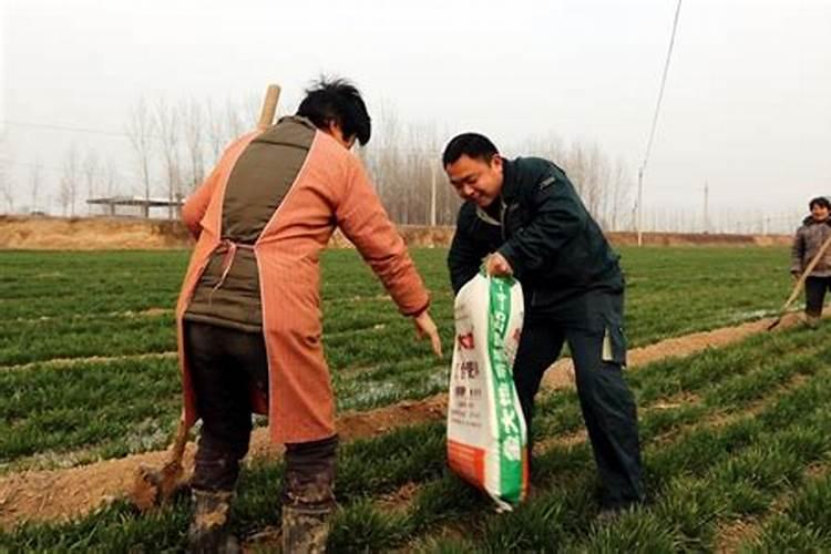 肥料不埋入土中,只是洒在花盆里,洒完后,浇水,营养一样可以被植物吸收...