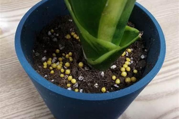 哪些植物可用氮肥