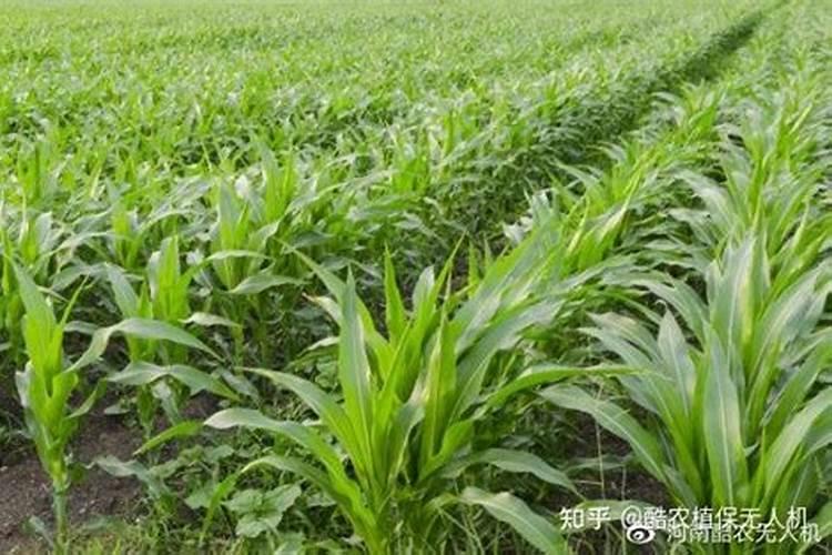 玉米最佳追肥时间是在什么时候？追肥时要注意什么问题？