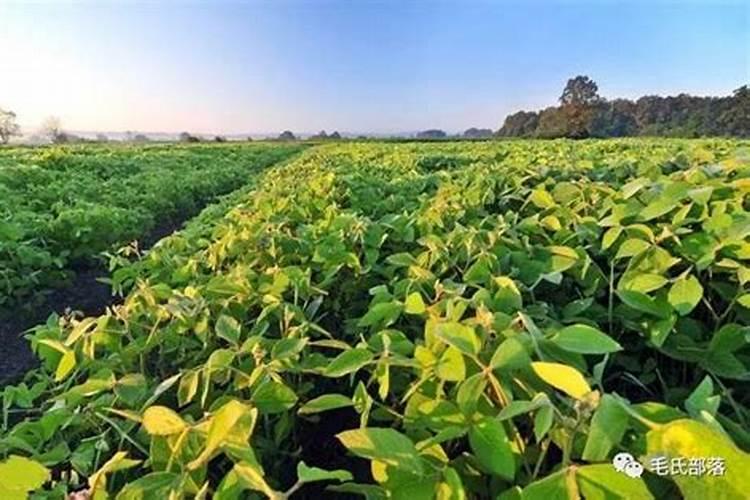 萝卜需要什么肥料