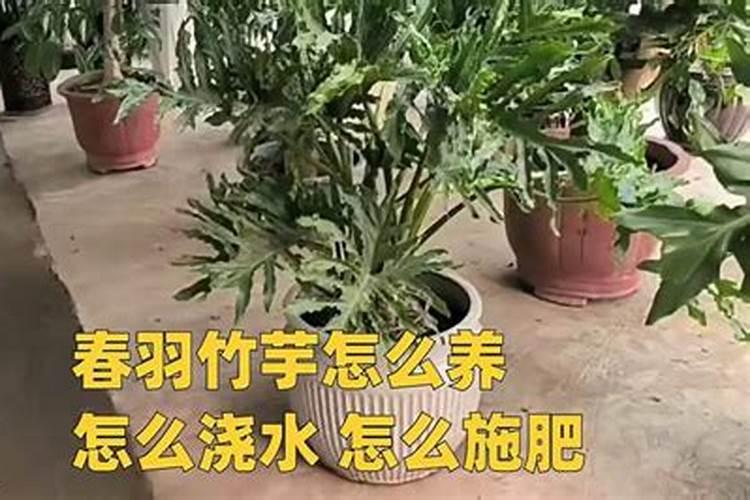 春羽的施肥方法什么肥料好？