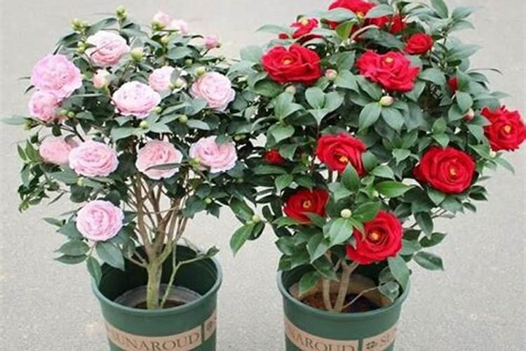 花盆里的虫卵如何能彻底根除？