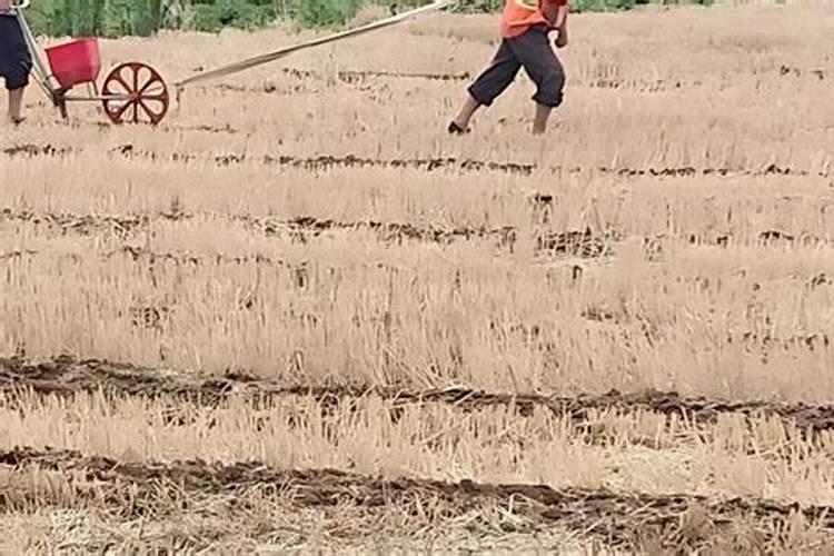 大豆的正确施肥方法