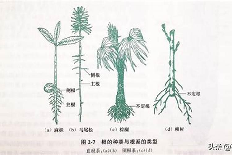 草莓缺钙冲施什么肥料