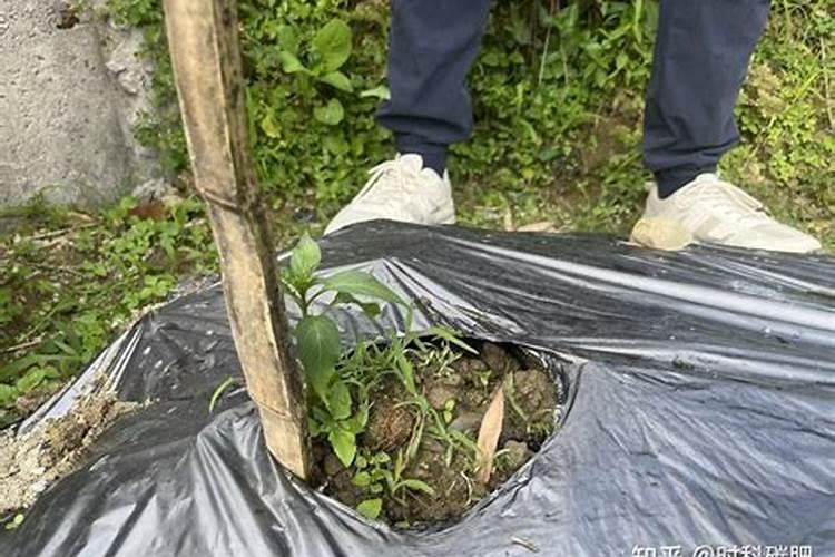 小麦追什么肥最好
