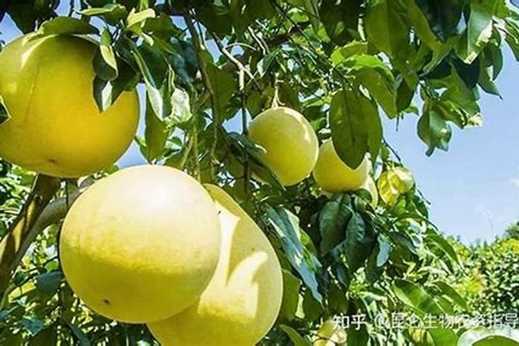 小麦灌浆期应该如何施肥？怎样实现高产？