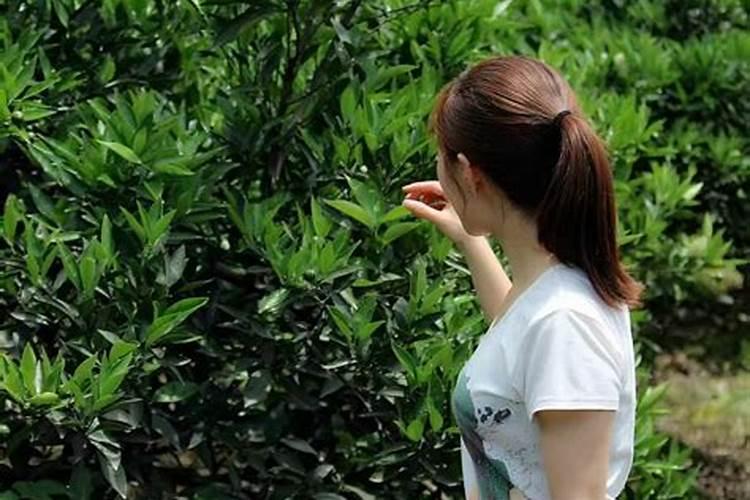 茉莉花怎么施肥施什么肥