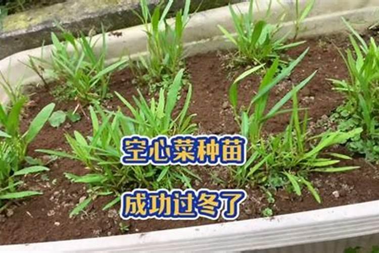 玉米硼肥啥时施最佳