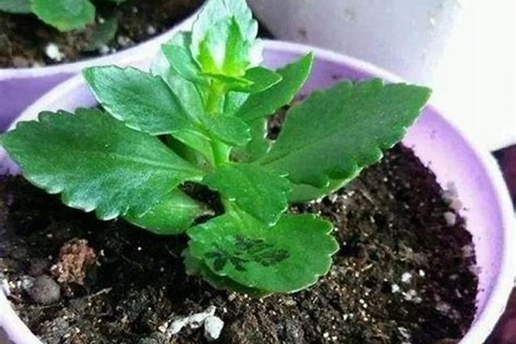 长寿花浇什么肥料合适