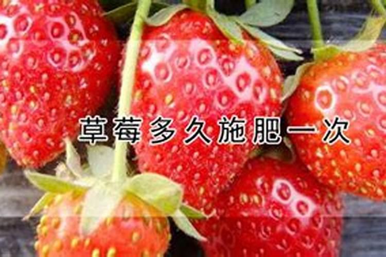 草莓大棚如何施肥 草莓大棚的施肥方法及时间