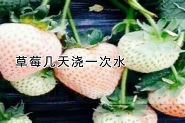 大棚草莓施肥方案,什么时候施肥