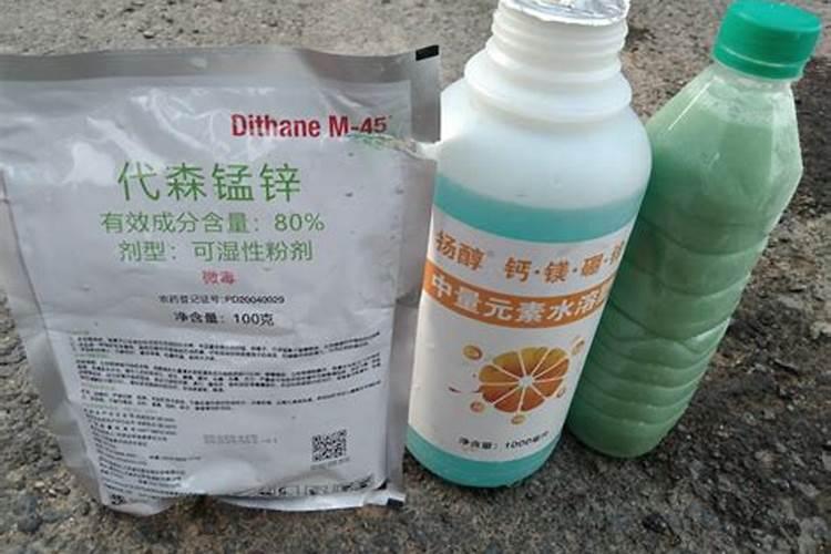 请问这是缸豆什么病 用什么药