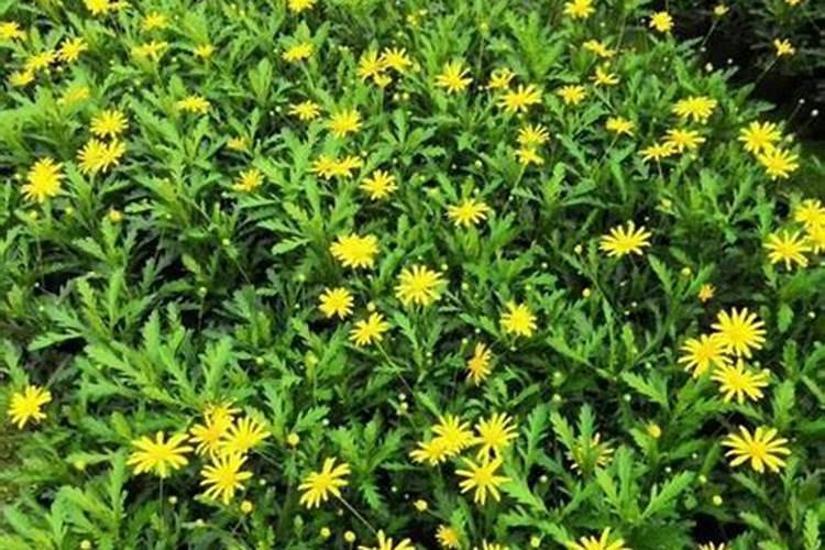 玛格丽特花花语是什么(玛格丽特象征和寓意)