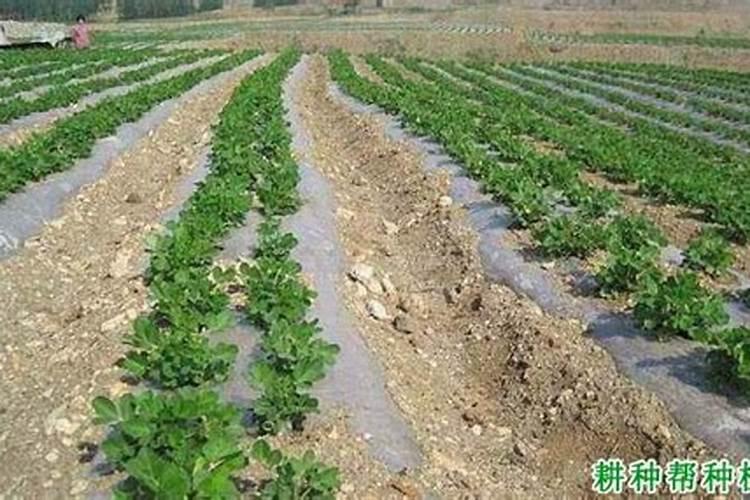 花生的几个最佳追肥时间 花生应该怎么施肥