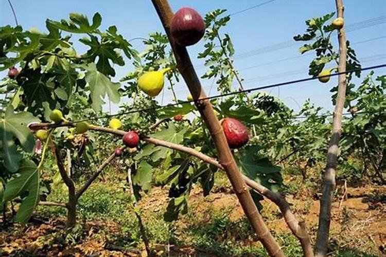 无花果追肥用什么肥料好