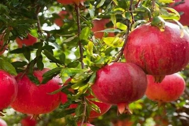 怎样给大白菜施肥给大白菜追施肥距离菜颗多少适宜