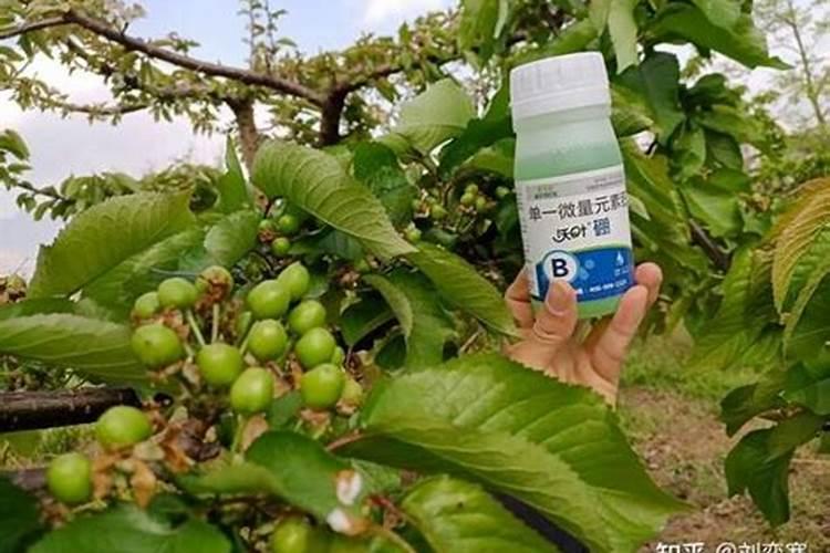 油菜什么时候施硼肥