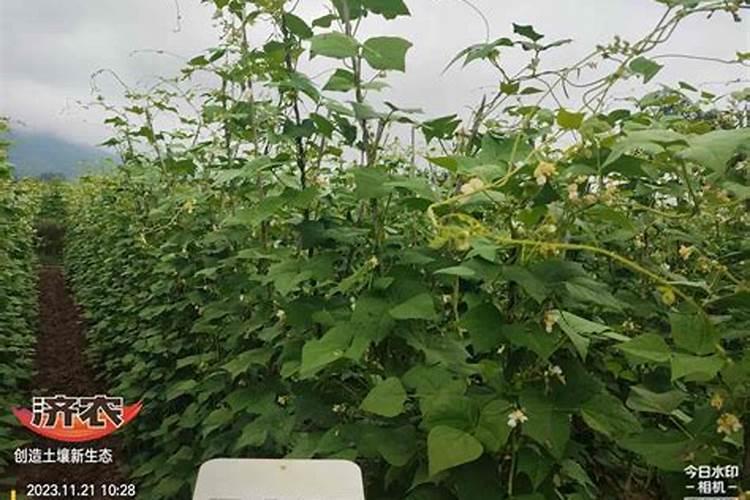 无筋豆种植时间和方法