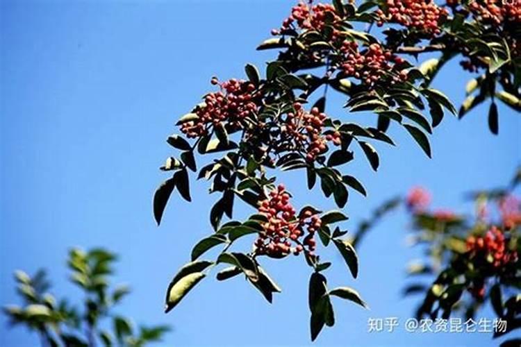 什么肥是氮肥  几种氮肥的区别