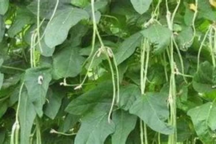 豆角最忌三种肥料