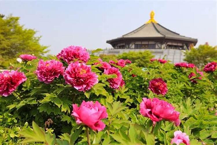 洛阳牡丹种植方法是什么
