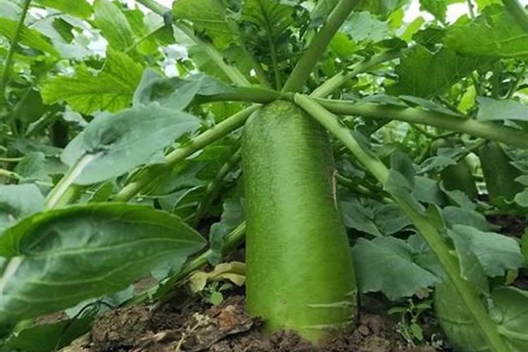 蔬菜用什么叶面肥好？