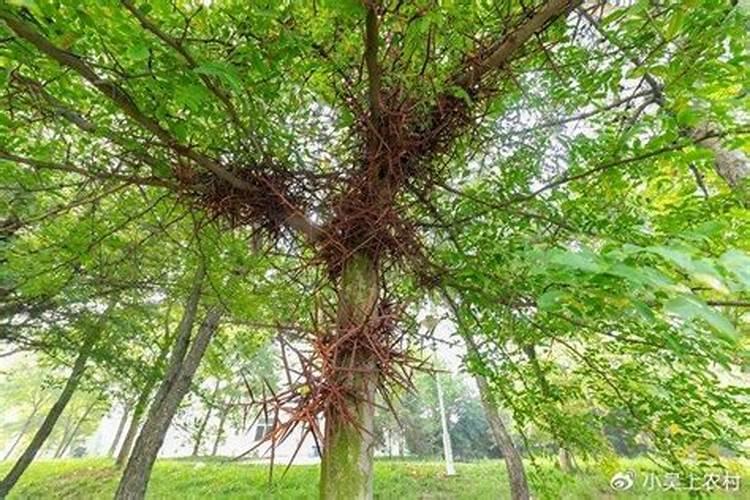 皂角树用什么肥料增产