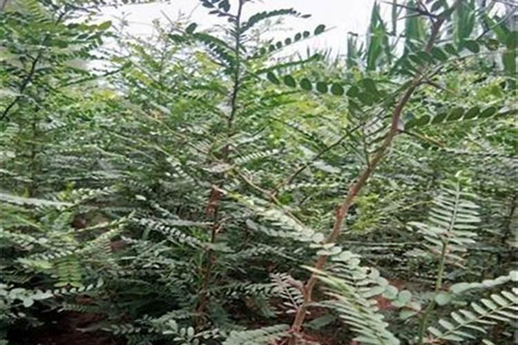 皂角树怎样种植