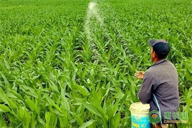 观叶类花卉或叶菜类作物应多施什么肥？