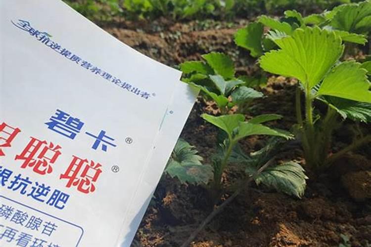 红萝卜苗怎么做好吃