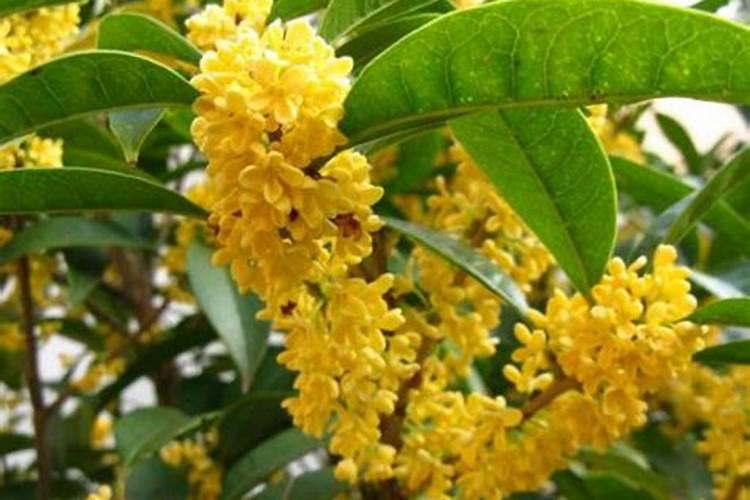 盆栽桂花可以施叶面肥吗