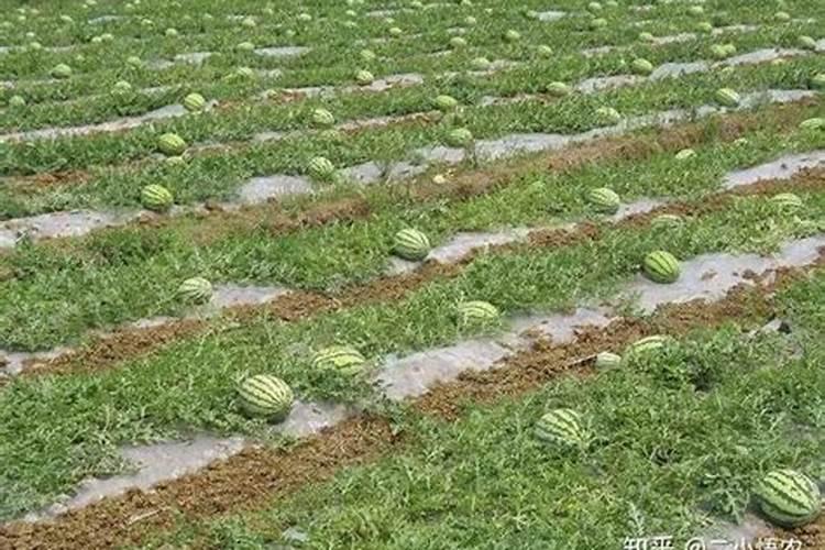 麒麟西瓜种植管理方法