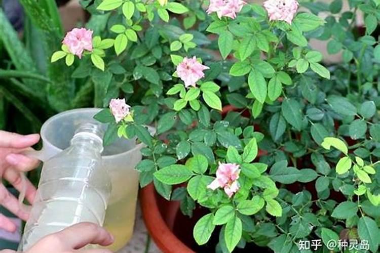 月季花可以用磷酸二氢钾肥吗(盆栽月季施什么肥最好)